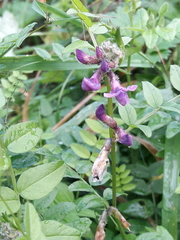 Vicia sepium