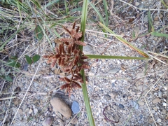 Cyperus serotinus