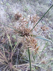 Cyperus serotinus