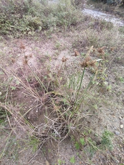 Cyperus serotinus