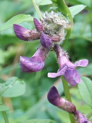 Vicia sepium