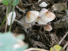 Mycena zephirus