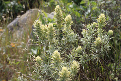 Castilleja grisea