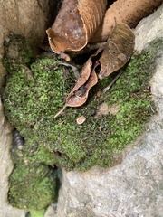 Fissidens obtusifolius