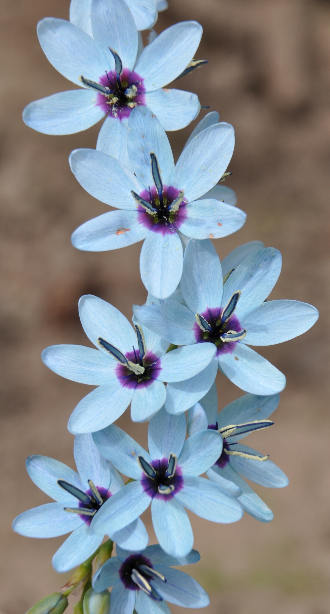 Green Kalossie (Ixia viridiflora) · iNaturalist