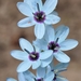 Ixia viridiflora - Photo (c) Jean-Michel Moullec, algunos derechos reservados (CC BY)