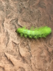 Automeris coresus