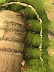 Automeris coresus