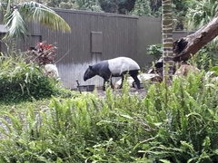 Tapirus indicus
