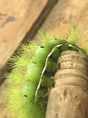 Automeris coresus