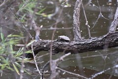 Kinosternon chimalhuaca