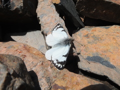 Pierphulia rosea
