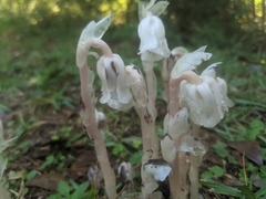 Monotropa uniflora image