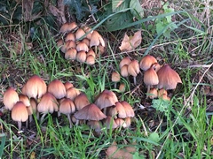 Fungi
