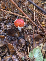 Amanita muscaria