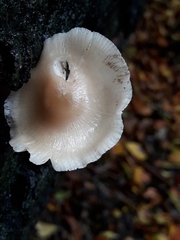 Fungi