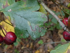 Stigmella oxyacanthella