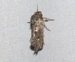 Acrolophinae