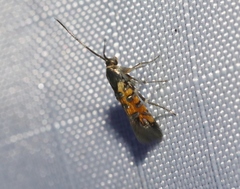 Neoheliodines arizonense