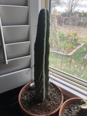 Trichocereus bridgesii
