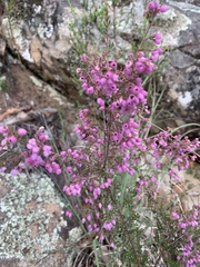Erica hirtiflora hirtiflora