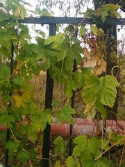 Humulus lupulus