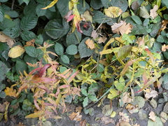 Chamaenerion angustifolium