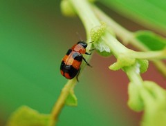 Physosmaragdina nigrifrons