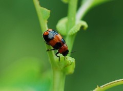 Physosmaragdina nigrifrons