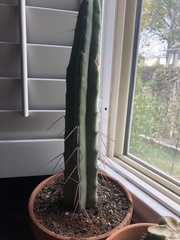 Trichocereus bridgesii