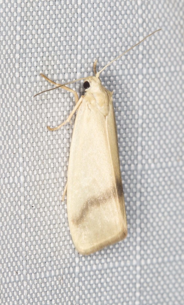 Notata