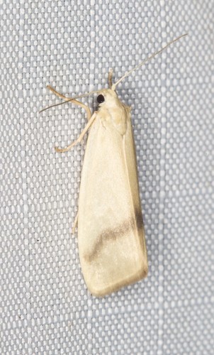 Notata modicus Lucas, 1892