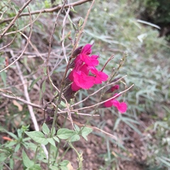 Salvia lemmonii