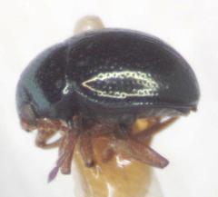 Lamprosphaerus minutus