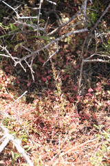 Poa thomasii