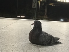 Columba livia domestica