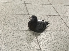 Columba livia domestica