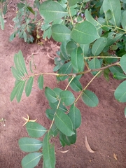 Zanthoxylum zanthoxyloides