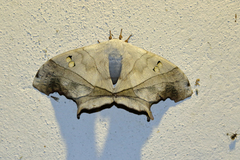 Dysdaemonia brasiliensis