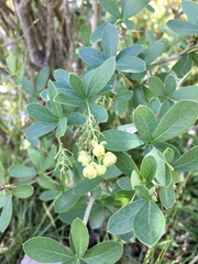 Berberis laurina