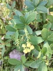 Berberis laurina
