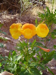 Tecoma stans