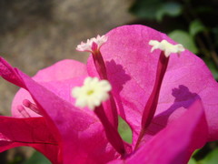 Bougainvillea