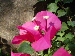 Bougainvillea