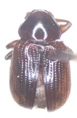 Metachroma inconstans