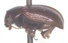 Metachroma inconstans