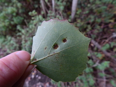 Aceria varia