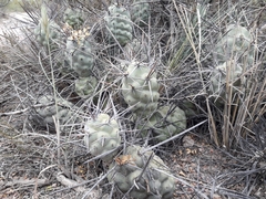 Tephrocactus aoracanthus