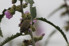 Hologymnetis cinerea