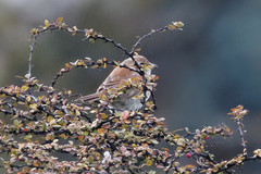 Lanius collurio